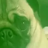jotaro1vo