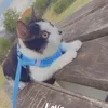 lili.thecatt