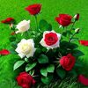 rohima.begom23