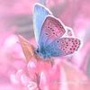 butterfly3829