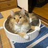 beautiful.cat.days
