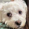 molly_the_poodle3