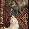 ᷂نسيم 📸