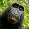 chimpanzee4480