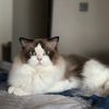 hollycats4