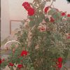 jannat.khan73550