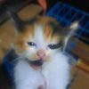 aditxchiki