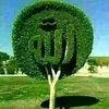 xamiidaqurux