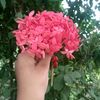 md.siaym61