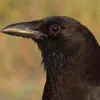 crow_therian