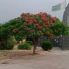 m.adeel5672