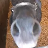 compte_equestre.com