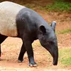 tapir.malaia