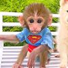 Monkey Lover 04