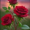 musa.yasin88