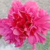 ayahamdy1007