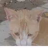 abas.alsaad