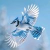 bright_blue_bird