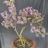 caobonsai63