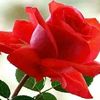 user7506253045054