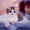 adorablepet999