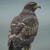 sarwan.zrary8