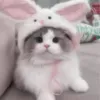 unboxwna