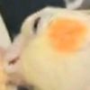 the.bird.is.dha.wurd