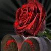 angei0230