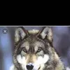lobizon.guzz