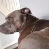 iheartstaffiesss