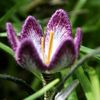 lilac41040