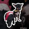 floraibatatinha