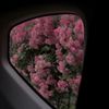sheikha_305