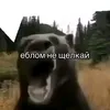 eblom_ne_shelkai