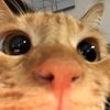 titisankucing_