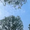 ngcogtig06