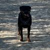 rottiepercision