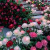ahmad.ariyai