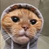 😺