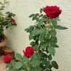abid75904