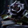 muhammadhanif5556