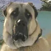 كلاب الكنجال في العراق