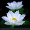 .ngoclinh75