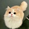 tina_sho