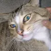 lzygel