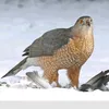 sukhchan.dhillon