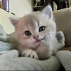 sanaz_ibr