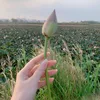 sunflower.may7