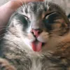 fondlema